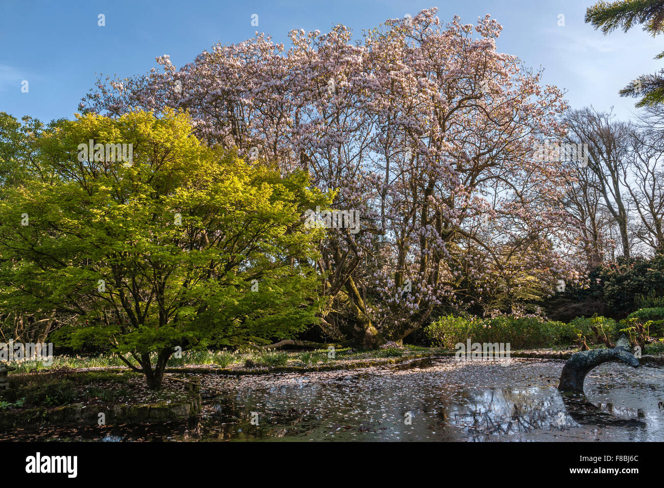 Giardino Trewidden, Cornwall, Regno Unito. L'enorme magnolia x veitchii 'Peter Veitch' e magnolia sargentiana è il più grande in Gran Bretagna Foto Stock