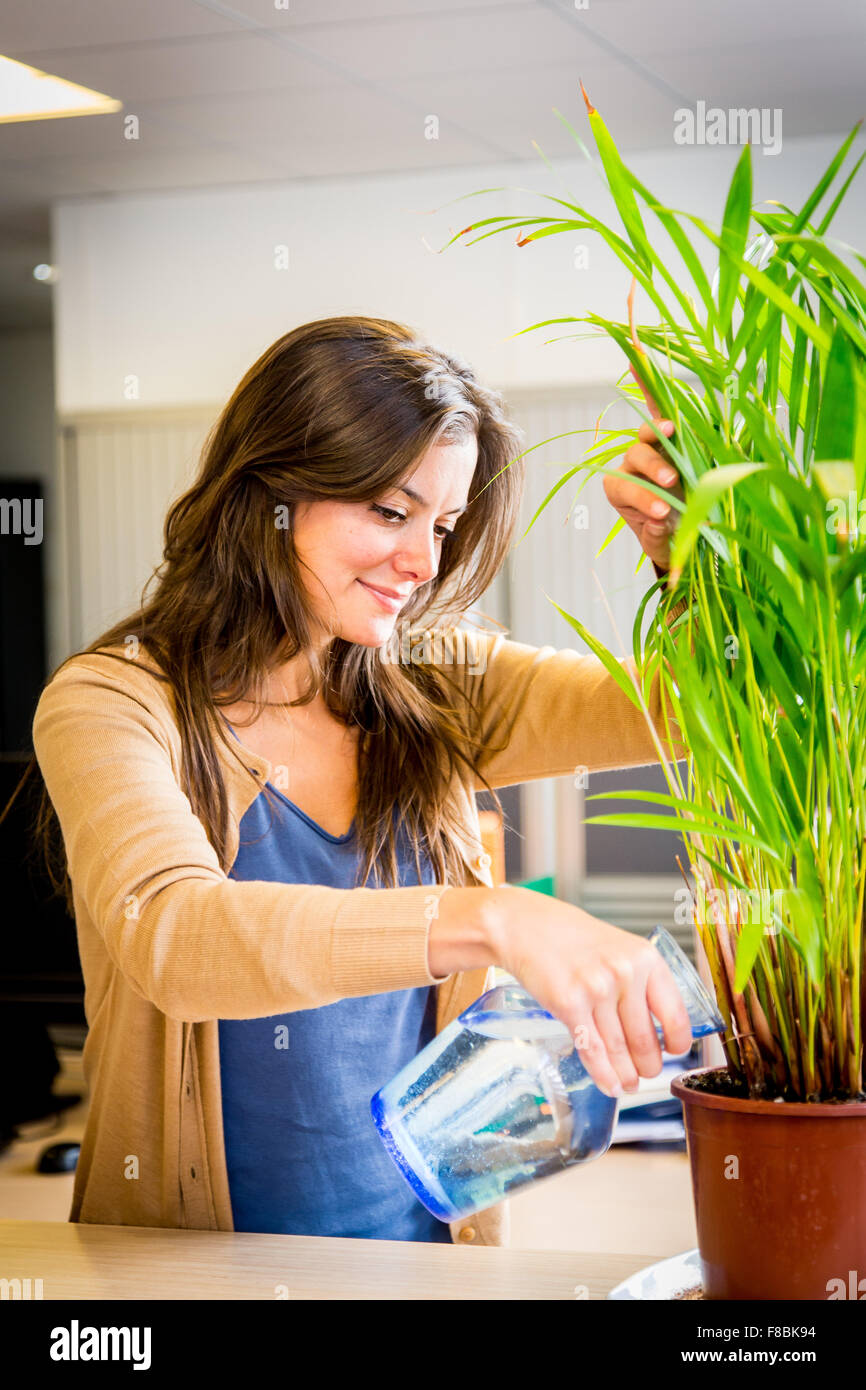 Irrigazione donna una pianta in ufficio. Foto Stock