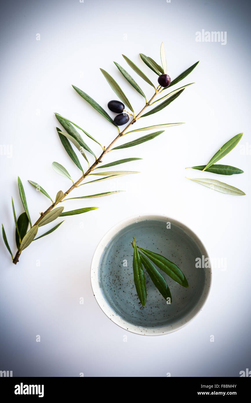 Foglie di Olive tè alle erbe. Foto Stock