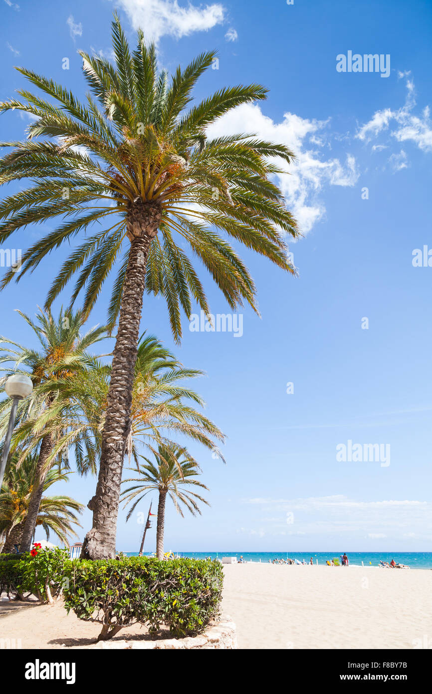 Le palme crescono sulla spiaggia sabbiosa in Spagna, mediterraneo sulla costa del mare Foto Stock
