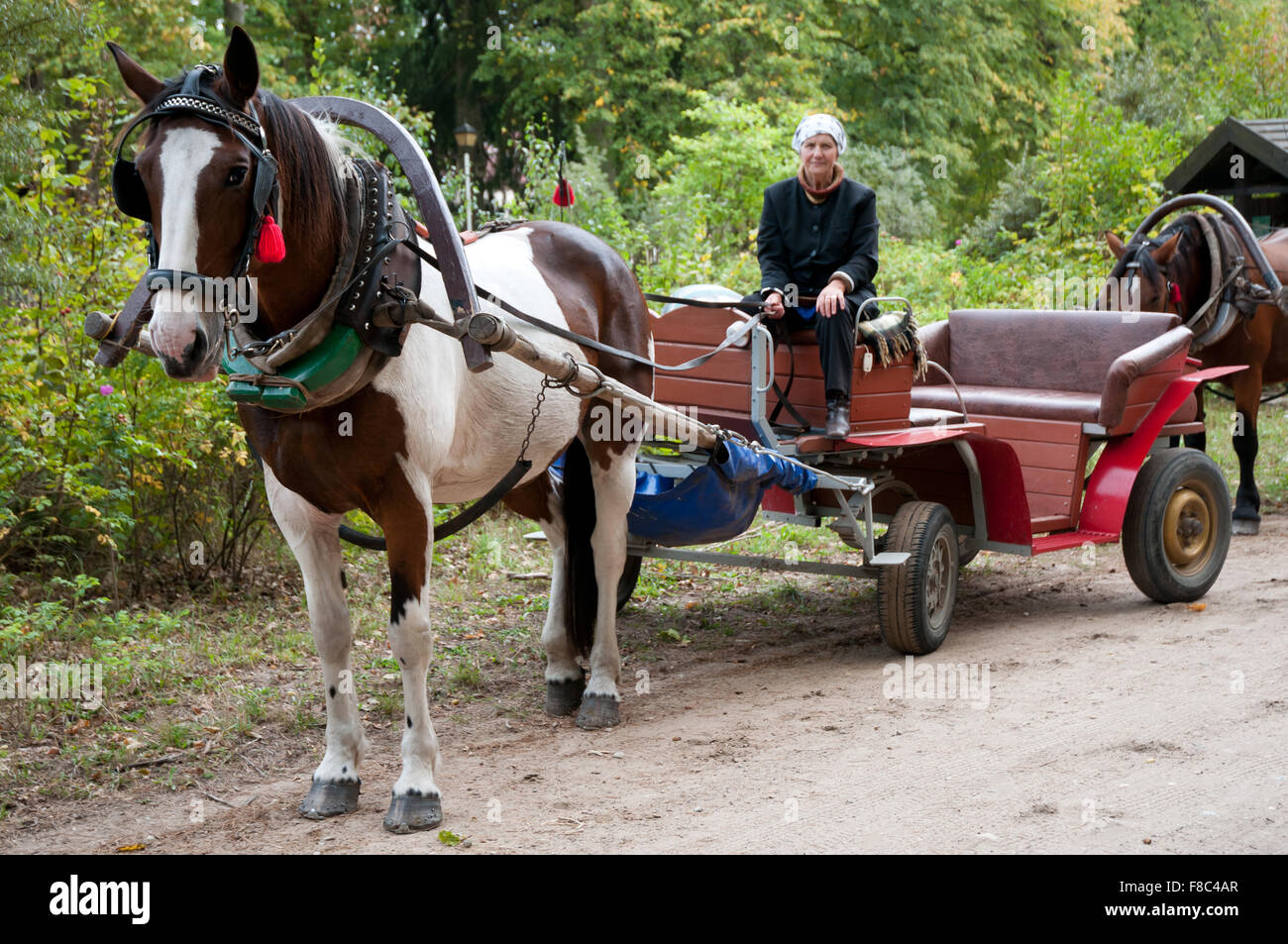 Cavallo britzka nella foresta di Bialowieza, chiazzato il cavallo e la vecchia donna conducente, viaggi attrazione turistica nel Parco Bialowieski... Foto Stock