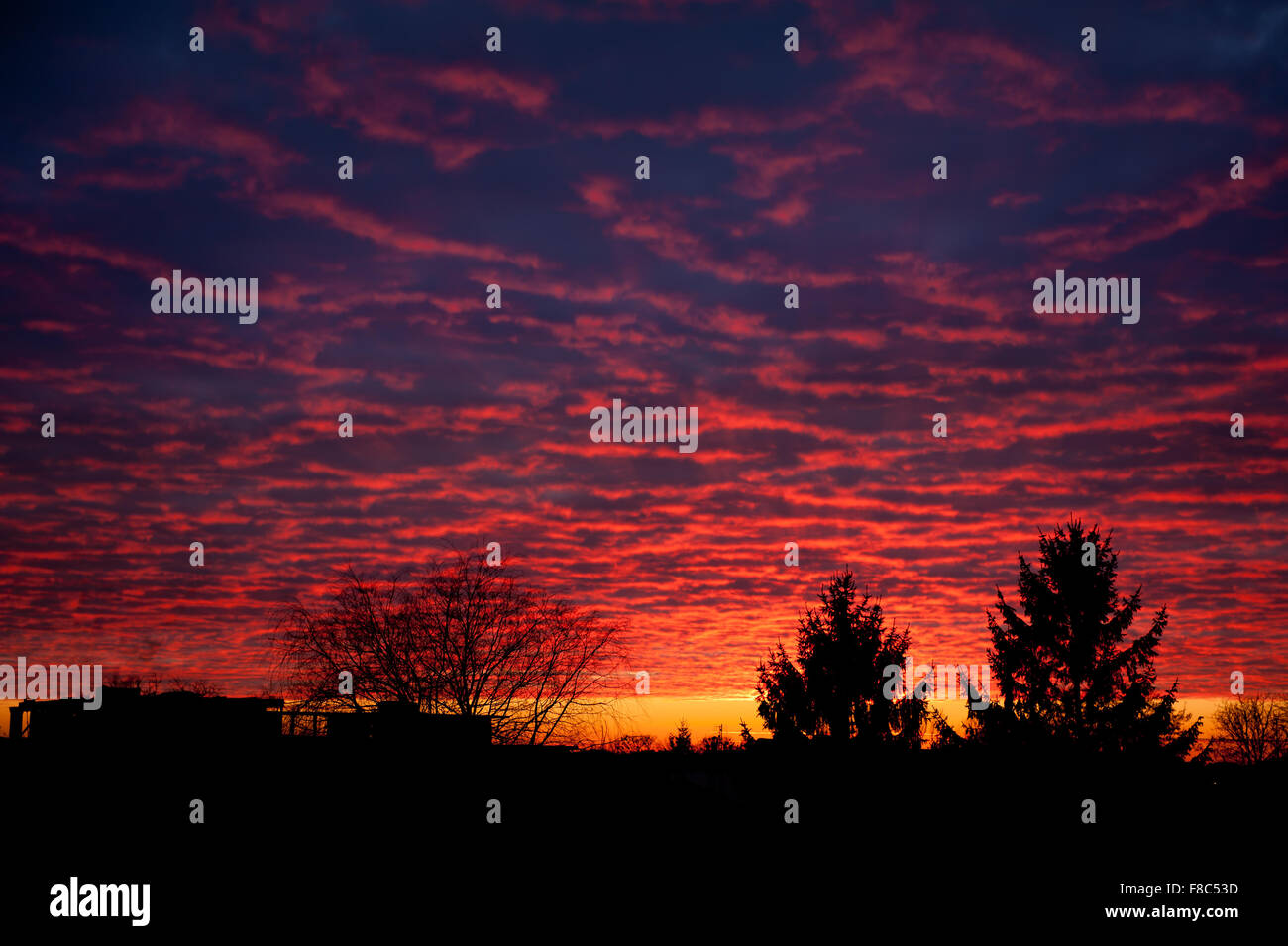 Incredibile tramonto rosso sky, crepuscolo alberi silhouette in Polonia, Europa, Gennaio 2015. Bellissimo rosso blu luce calda del sole e nuvole Foto Stock