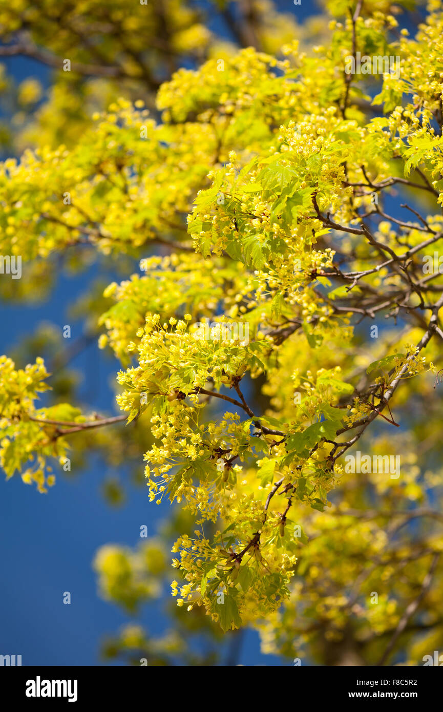 Fioritura di germogli di acero macro, vivace pianta verde foglie giovani e infiorescenze sulla soleggiata cielo blu natura dettaglio Foto Stock