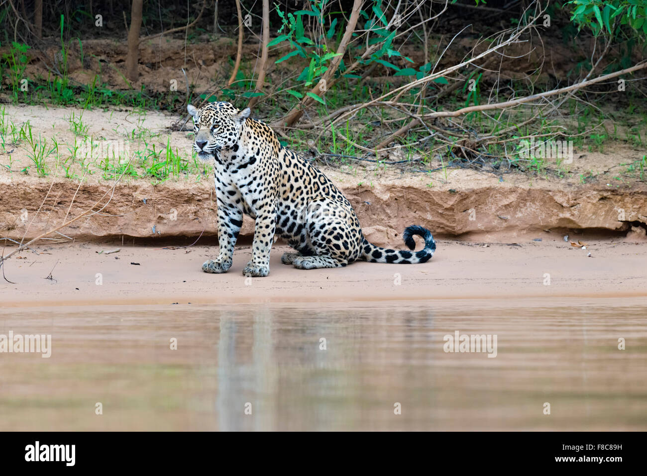 Jaguar (Panthera onca) su un argine, Cuiaba river, Pantanal, Mato Grosso, Brasile Foto Stock