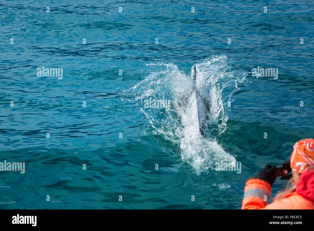 Saltando i delfini nel mare di fotografare le persone dalla barca. L'Islanda Foto Stock