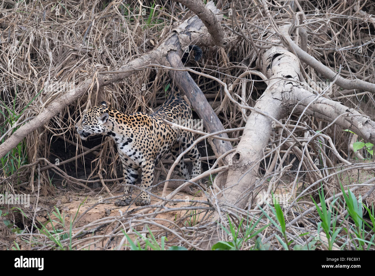 Jaguar (Panthera onca) in boccole, Cuiaba river, Pantanal, Mato Grosso, Brasile Foto Stock