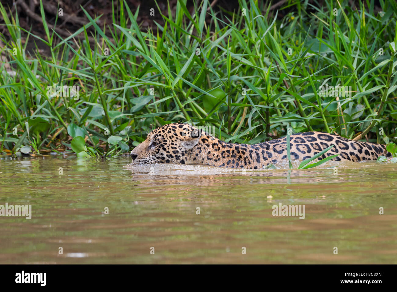 Jaguar (Panthera onca) nell'acqua, Cuiaba river, Pantanal, Mato Grosso, Brasile Foto Stock