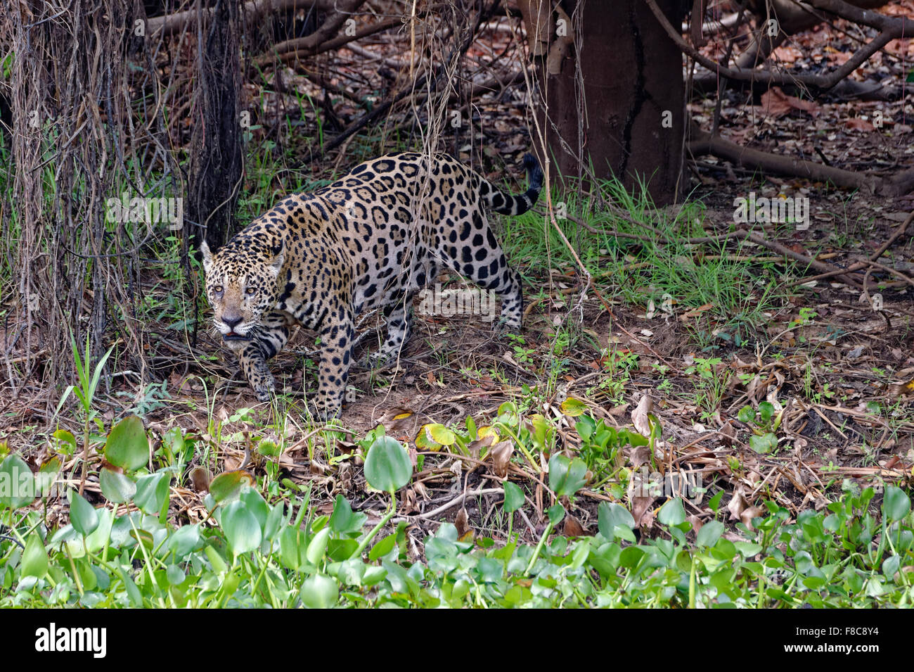 Jaguar (Panthera onca), Cuiaba river, Pantanal, Mato Grosso, Brasile Foto Stock