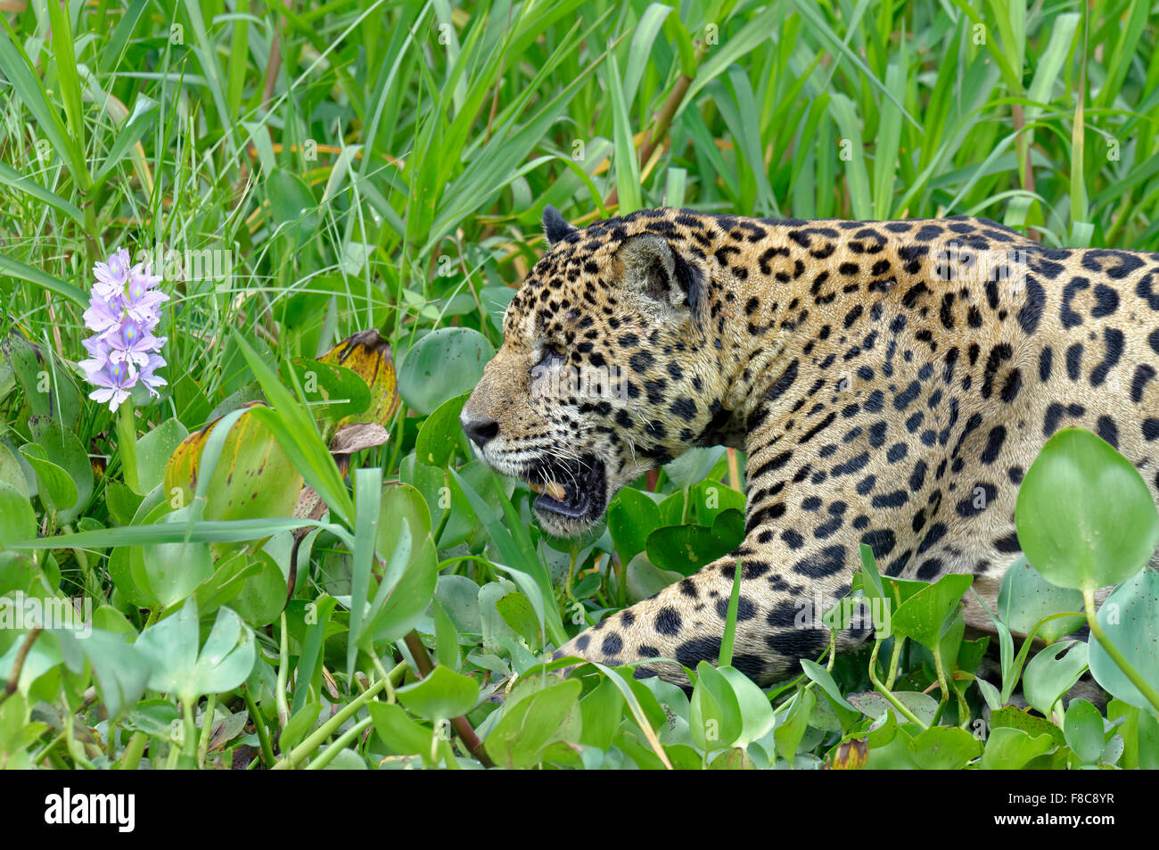 Jaguar (Panthera onca) lungo il fiume Cuiaba, Pantanal, Mato Grosso, Brasile Foto Stock