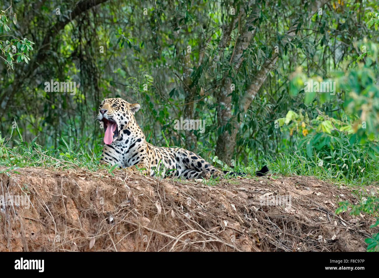 Jaguar (Panthera onca) giacente su una riva di un fiume e sbadigli, Cuiaba river, Pantanal, Mato Grosso, Brasile Foto Stock