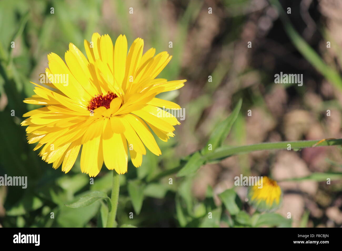 Si tratta di un fiore che assomiglia a un sun. Guarda grande sulla parete e kinda rende vivo. È un po' di natura in casa tua. Foto Stock