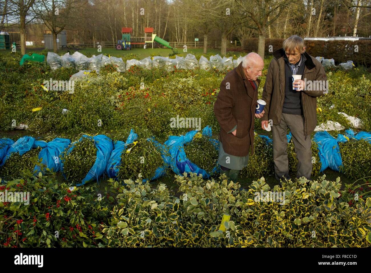 L'inverno annuale vischio e agrifoglio luogo le aste prima di Natale ogni anno a Tenbury Wells Worcestershire Inghilterra. Foto Stock