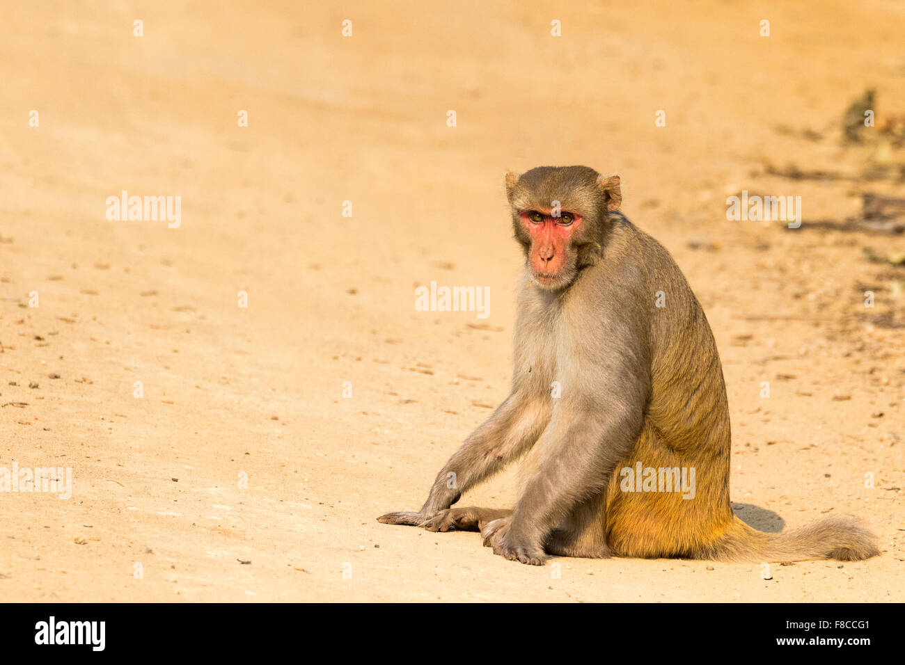 Un macaco rhesus in Bandhavgarh riserva, India Foto Stock