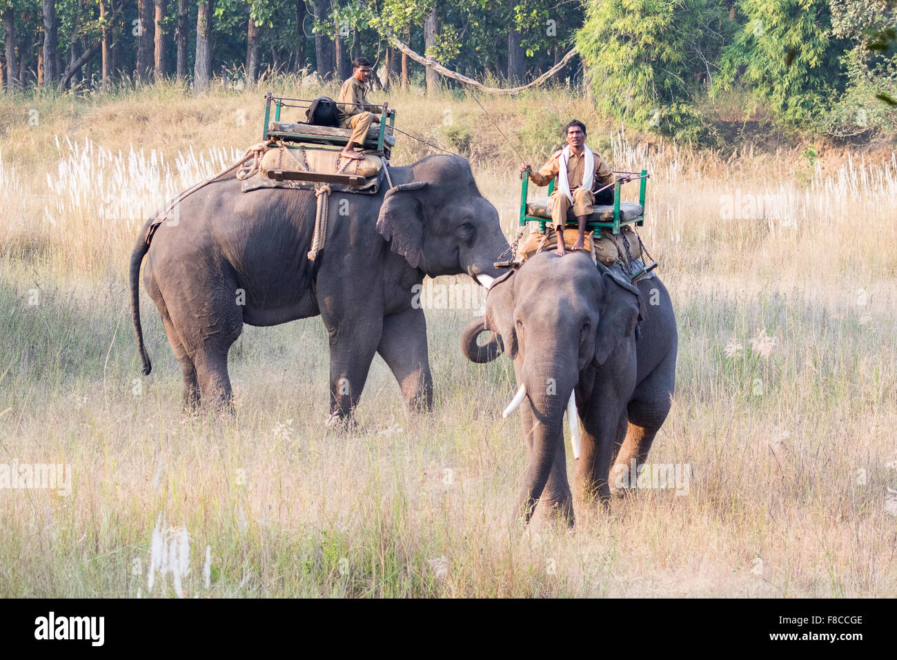 L'elefante indiano (Elephas maximus indicus) nella Riserva Bandhavgarh India Foto Stock