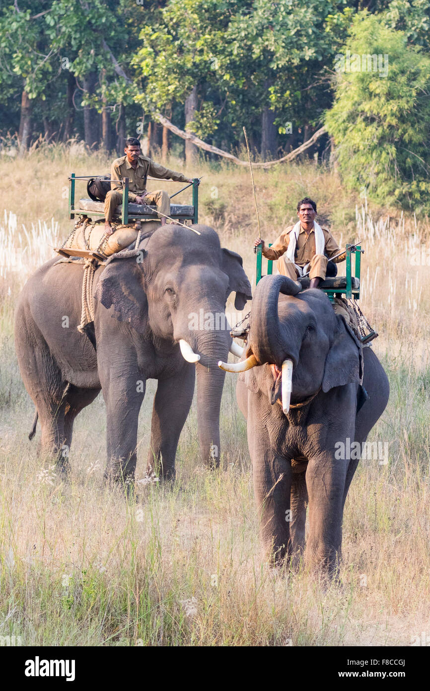 L'elefante indiano (Elephas maximus indicus) nella Riserva Bandhavgarh India Foto Stock