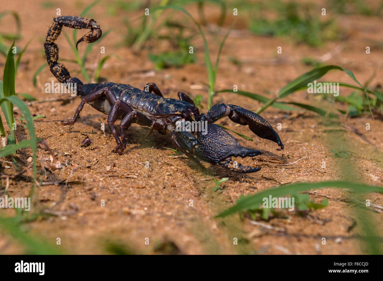 Un gigante di Indian black scorpion Heterometrus swammerdami a Bandhavgarh Foto Stock