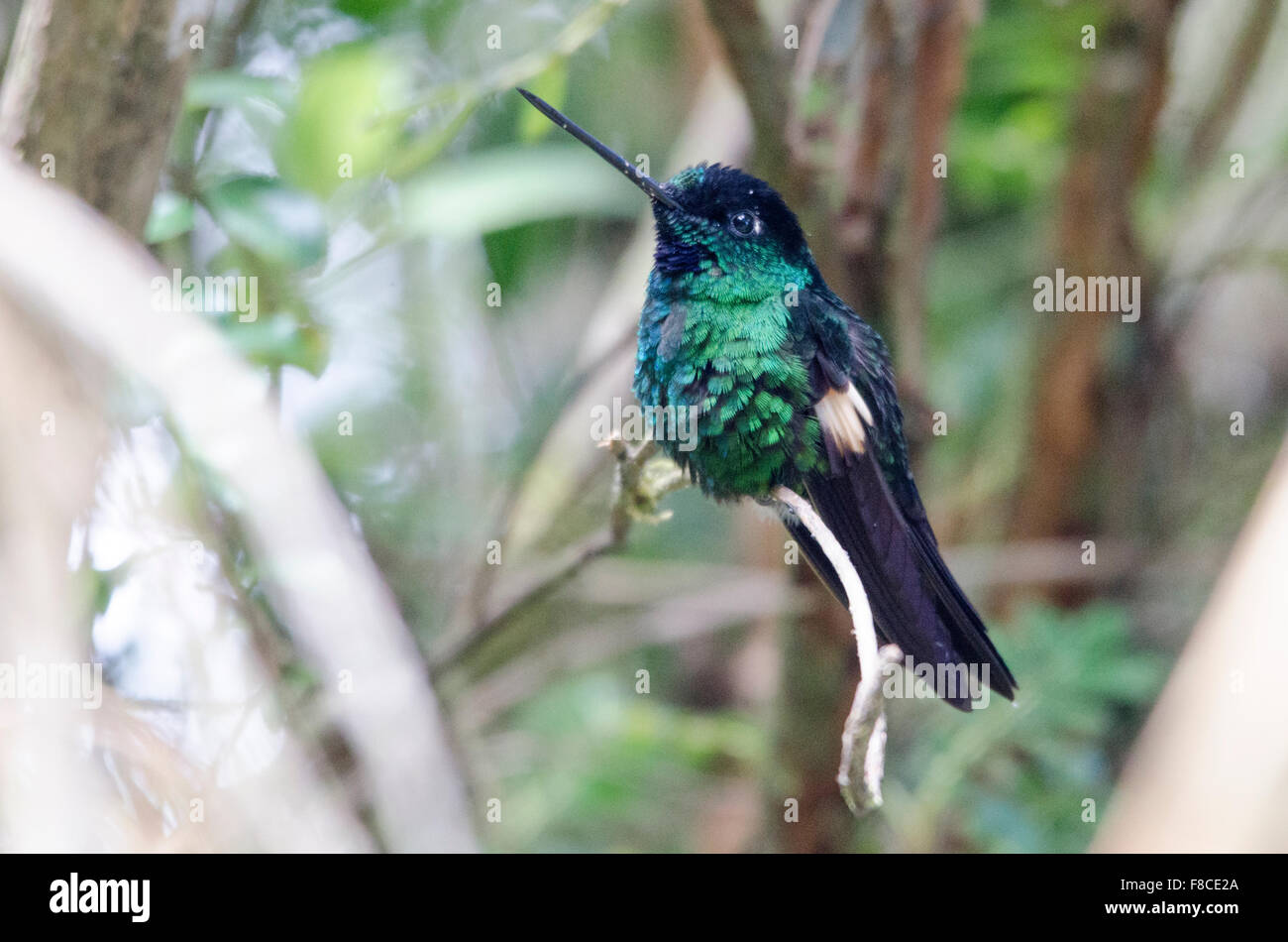 Buff-winged Starfrontlet Coeligena lutetiae) hummingbird dalla riserva Yanacocha vicino a Quito, Ecuador Foto Stock