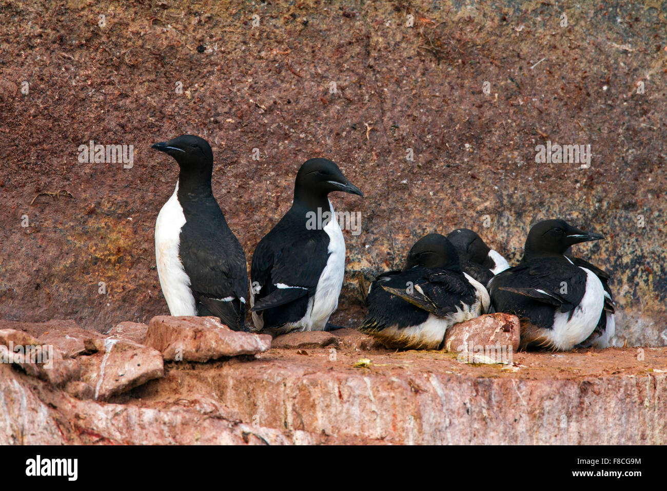 Thick-fatturati murres / Brünnich's guillemots (Uria lomvia) allevamento sulla sporgenza di roccia della scogliera sul mare nella colonia di uccelli marini, Svalbard Foto Stock