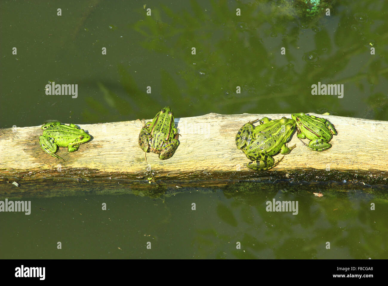 Quattro le rane sedersi in fila sul bordo del fiume Foto Stock