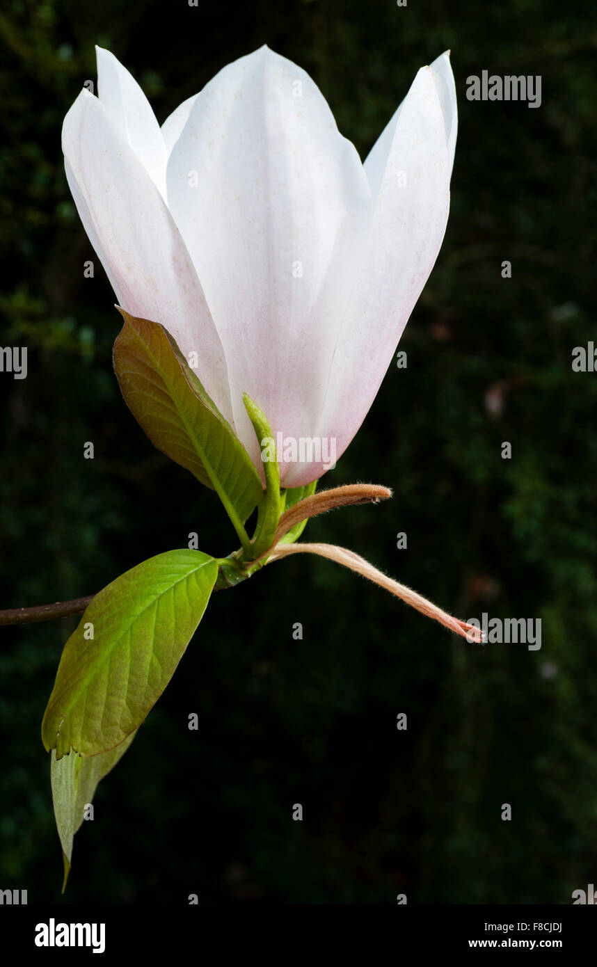 Giardino Trewidden, Penzance, Cornwall, Regno Unito. Un singolo magnolia fiorisce in aprile (magnolia x veitchii 'Peter Veitch') Foto Stock