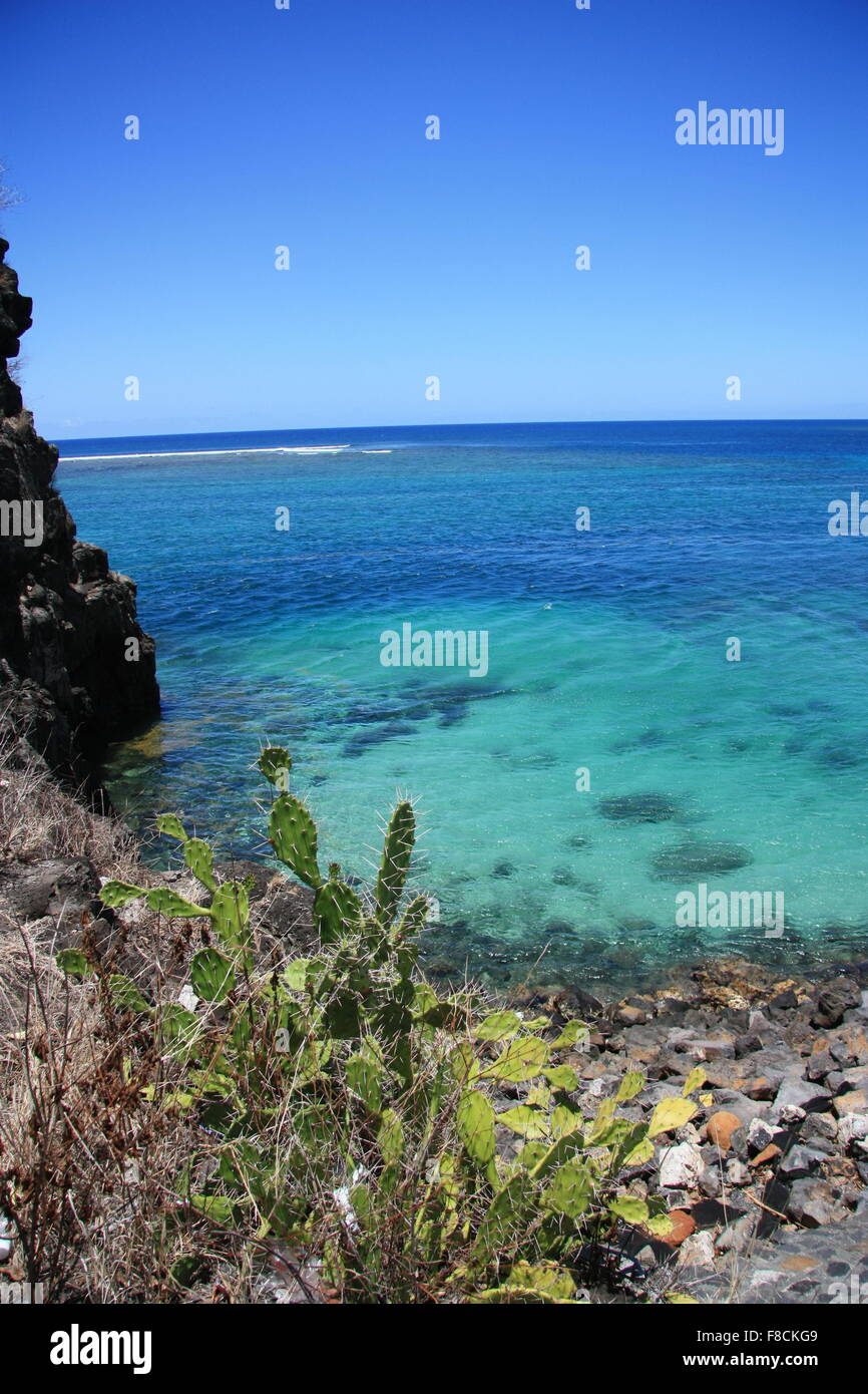 Paesaggio con cactus. Il Cactus di fronte all'oceano. Africa, Mauritius, Oceano Indiano Foto Stock