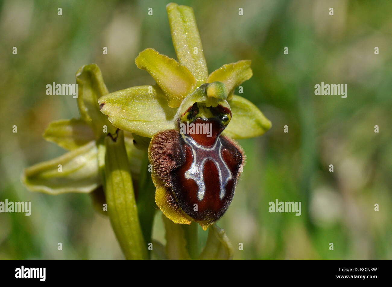 Inizio Spider Orchid, Ophrys Sphegodes, trovato su scogliere Purbeck , Dorset. Regno Unito. Rare. Foto Stock