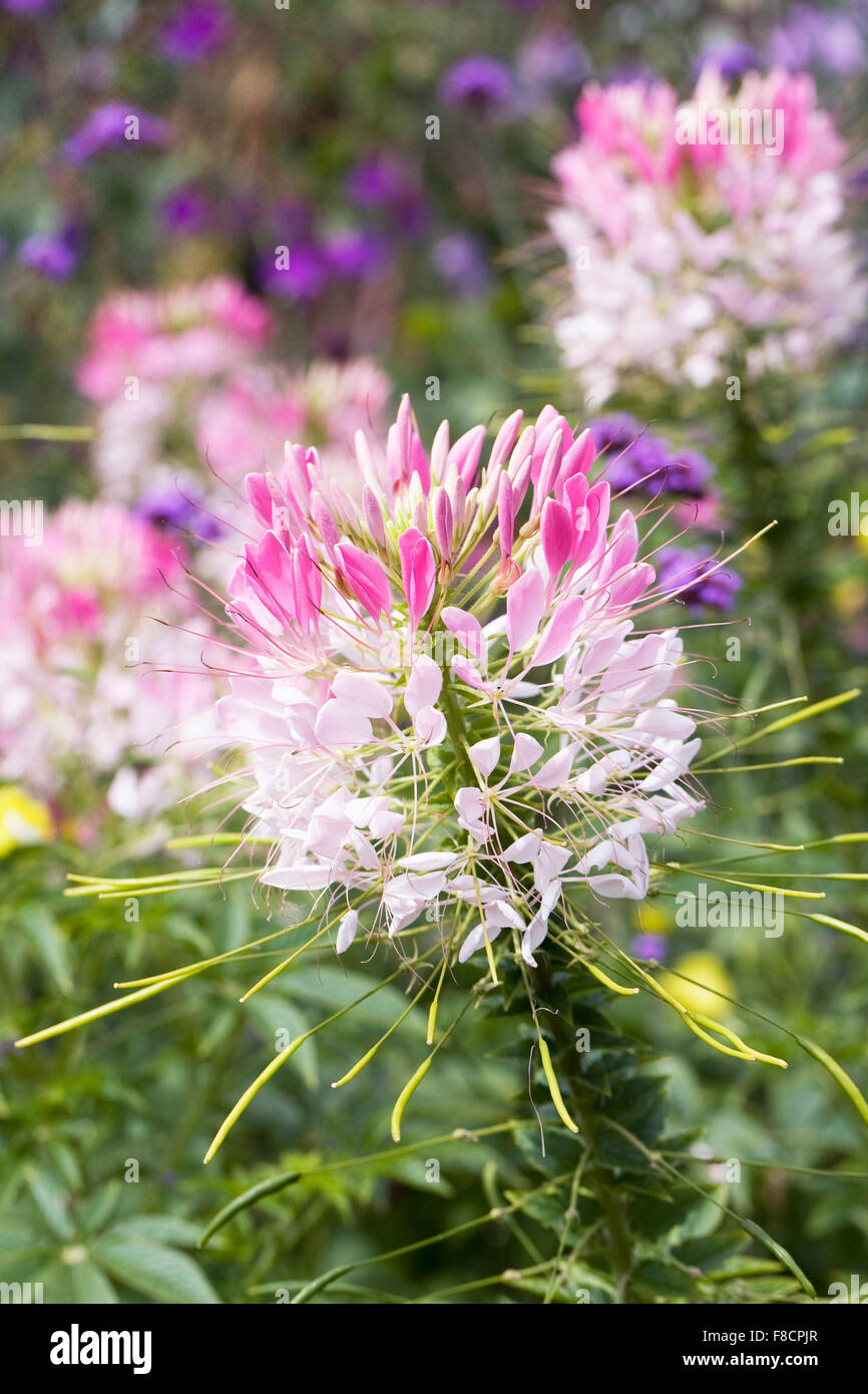 Cleome hassleriana fiori. Foto Stock