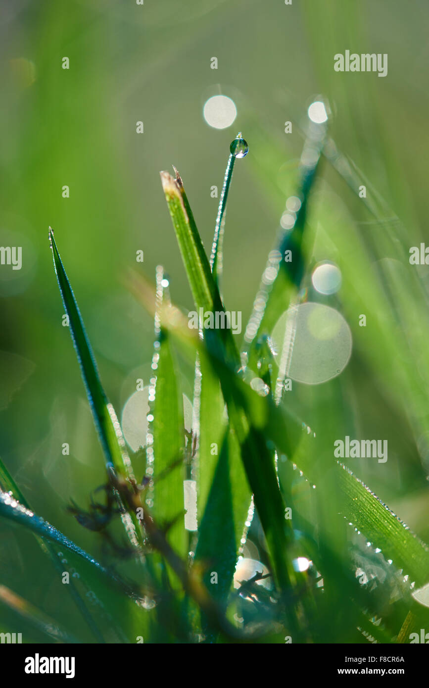 Erba. Fresco di erba verde con gocce di rugiada closeup. Sun. Soft Focus. Natura astratta sfondo Foto Stock