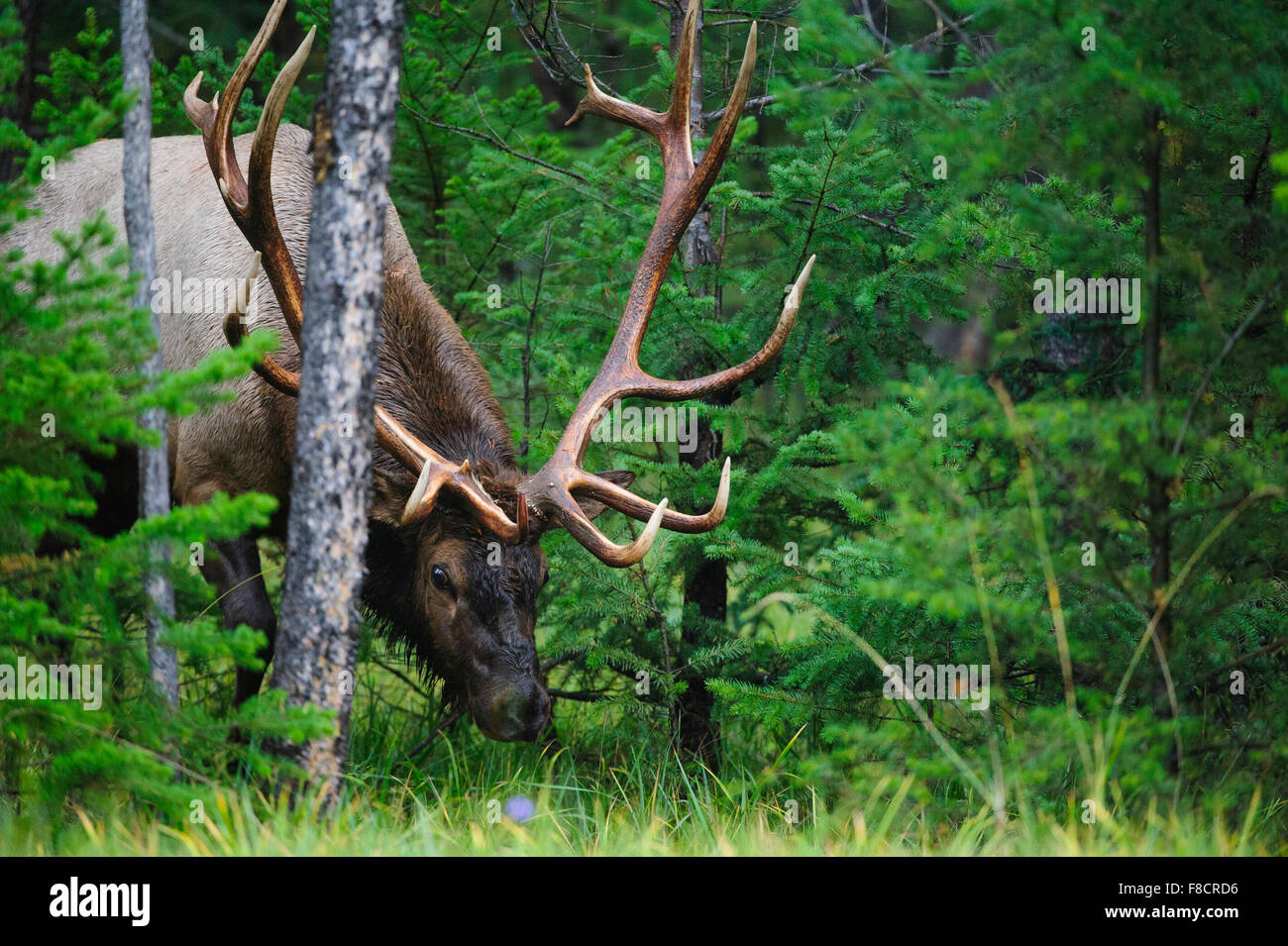 Bull Elk (Cervus elaphus canadensis), montagne rocciose Foto Stock