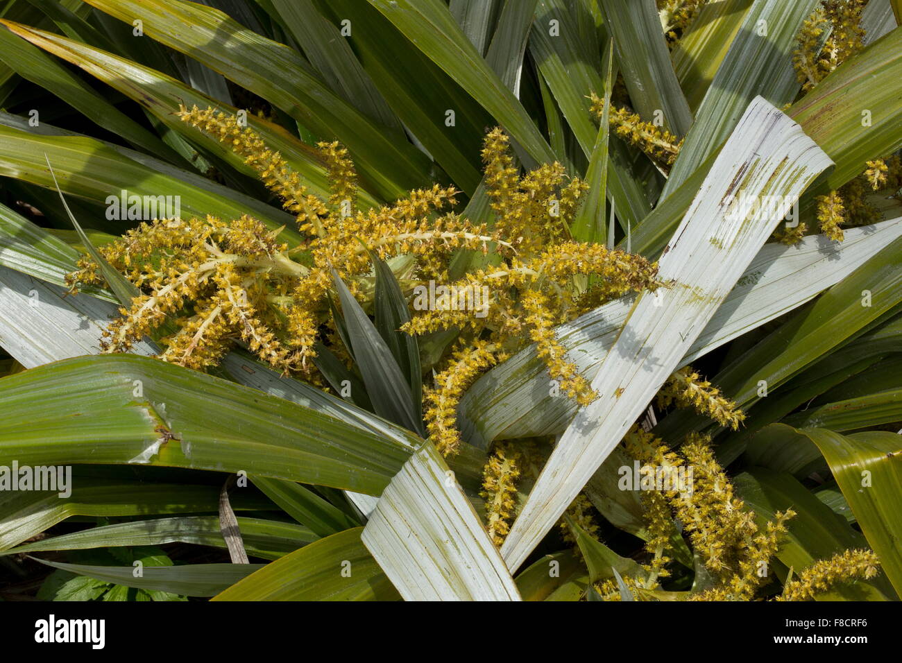 Montagna, astelia Astelia nervosa in fiore; Nuova Zelanda. Foto Stock