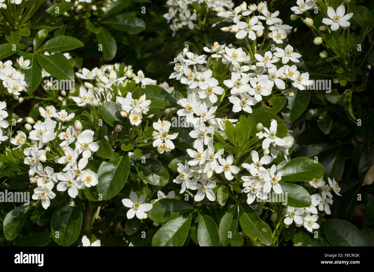 Mexican di fiori d'arancio, mock orange, Choisya ternata Foto Stock