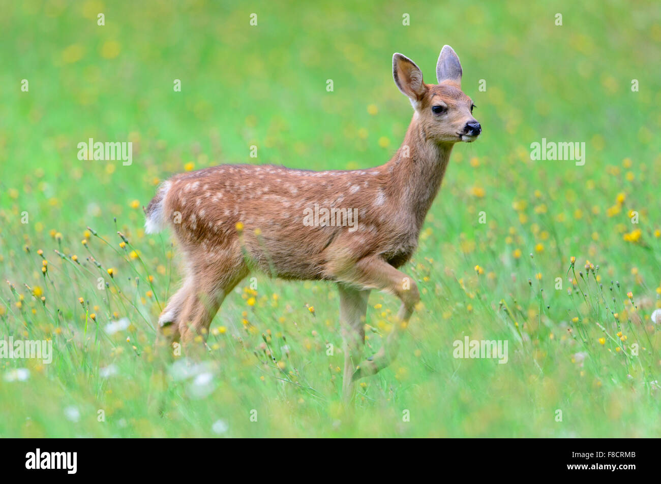 Nero-Tailed Deer Fawn, Pacific Northwest Foto Stock