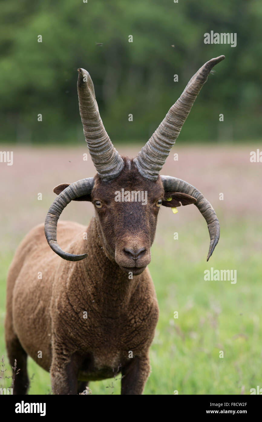 Manx Loaghtan Ram; unico nel campo dell' Isola di Man; Regno Unito Foto Stock
