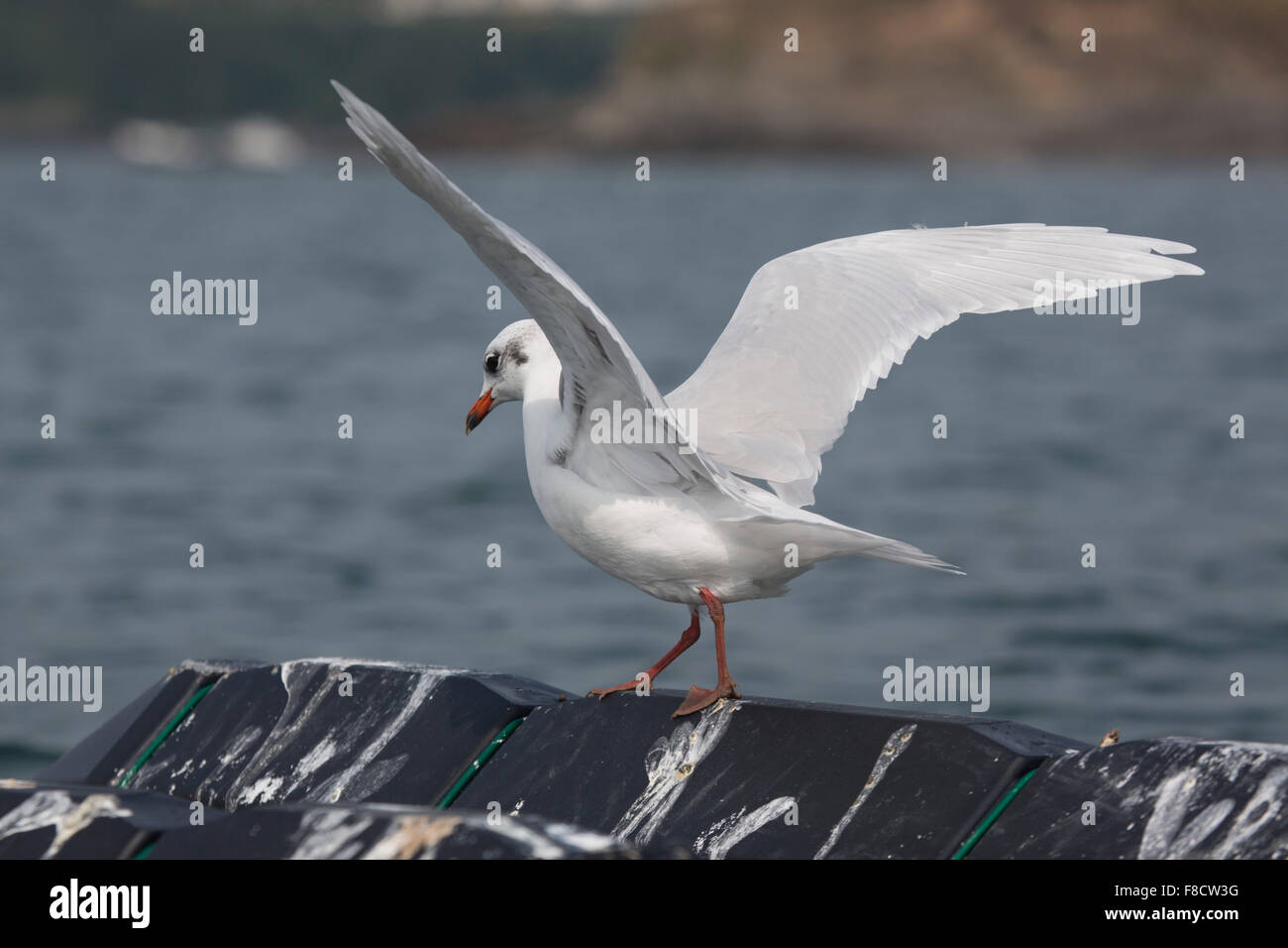Gabbiano mediterraneo; Larus melanocephalus singolo; piumaggio invernale; Cornovaglia; Regno Unito Foto Stock