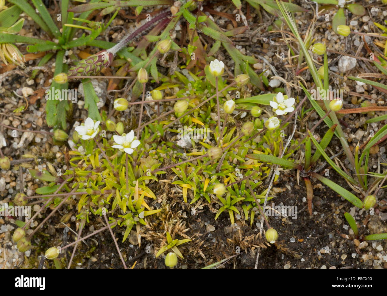 Heath Pearlwort, Sagina subulata, in fiore sulle zone costiere heath, Brittany. Foto Stock