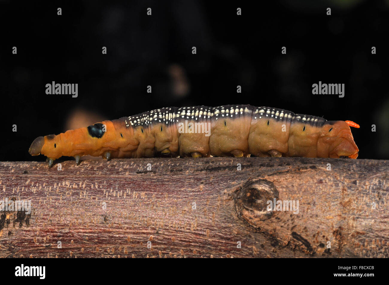 Una fame Caterpillar ( larve di membri dell'ordine Lepidoptera ) spostando qua e là alla ricerca del cibo su una pianta in un giardino; Foto Stock