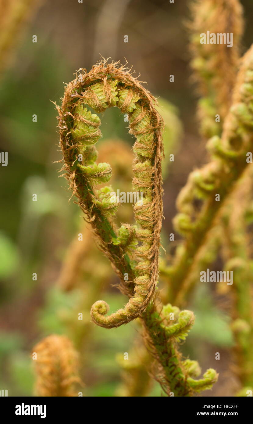 Squamosa felce maschio, Dryopteris affinis ssp. affinis, con fronde mostra circinate vernation, (dispiegarsi) in primavera. Foto Stock