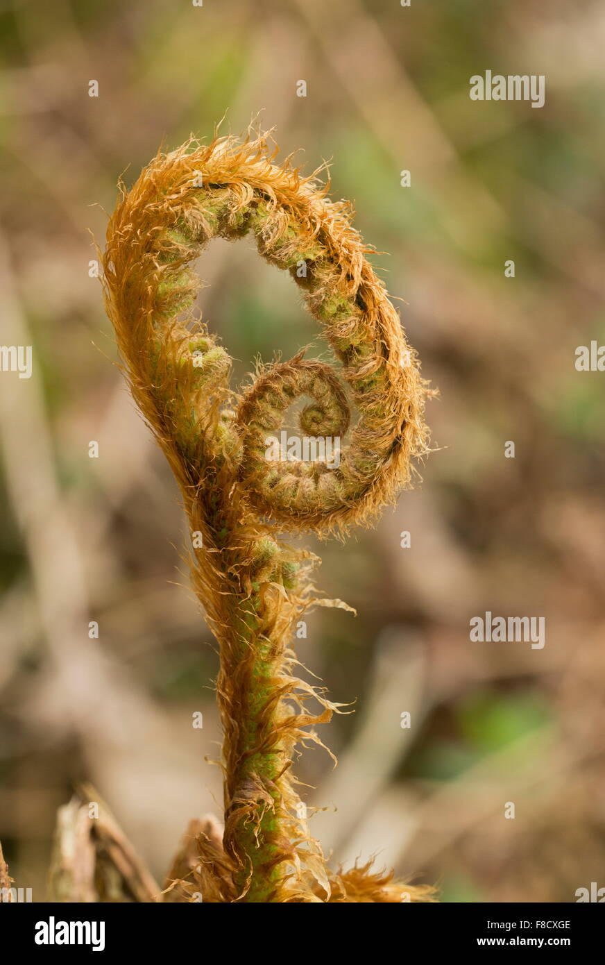 Squamosa felce maschio, Dryopteris affinis ssp. affinis, con fronde mostra circinate vernation, (dispiegarsi) in primavera. Foto Stock