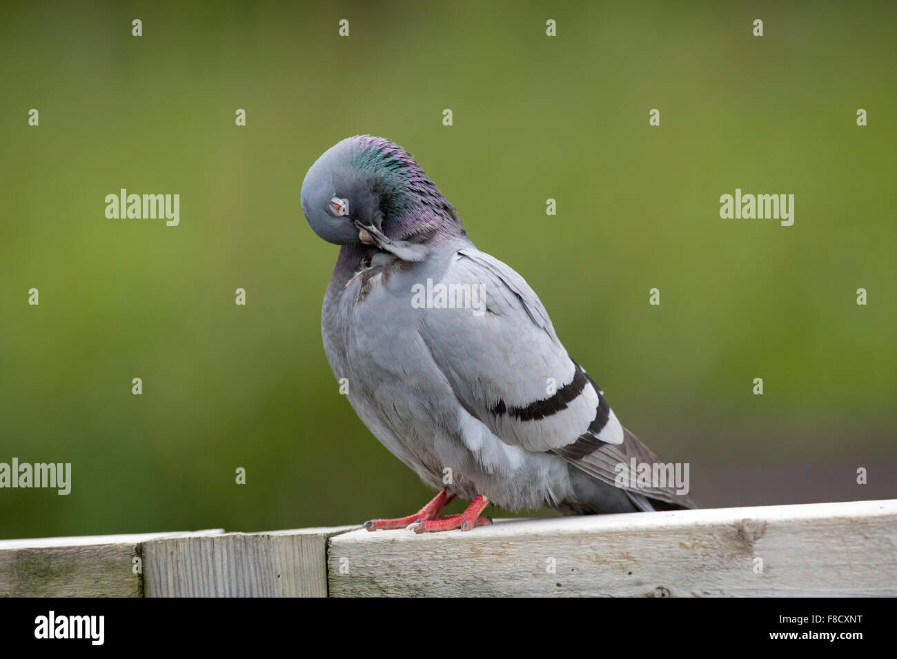 Colomba di roccia o piccioni selvatici; Columba livia singolo Preening Northumberland, Regno Unito Foto Stock