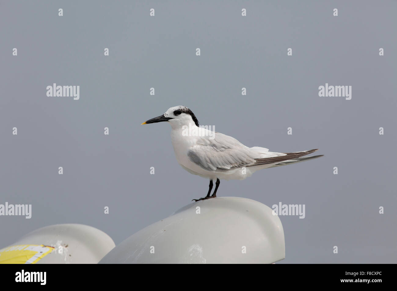 Sandwich Tern; Sterna sandvichensis singolo adulto; Cornovaglia; Regno Unito Foto Stock