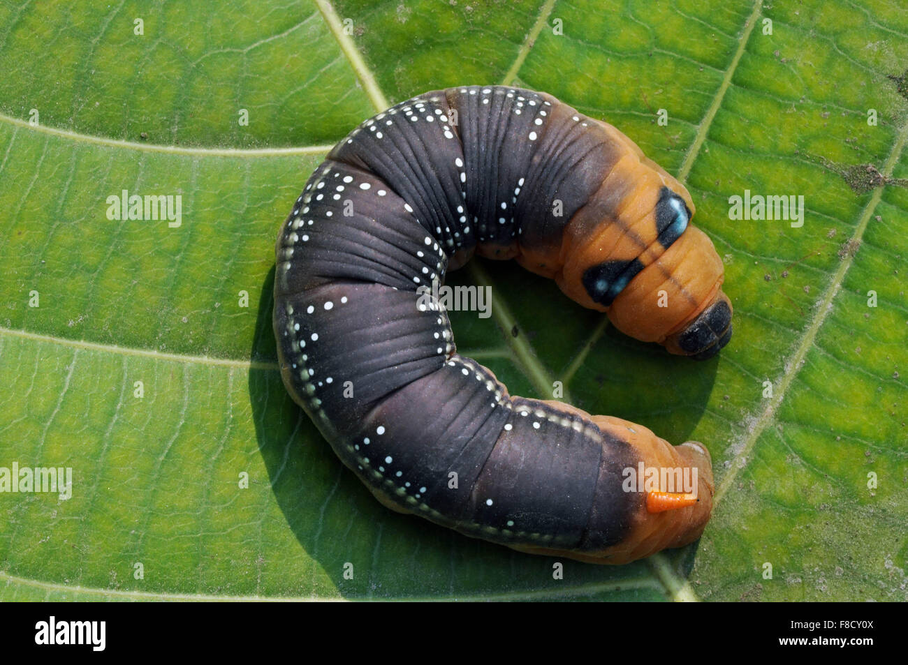 Una fame Caterpillar ( larve di membri dell'ordine Lepidoptera ) spostando qua e là alla ricerca del cibo su una pianta in un giardino; Foto Stock