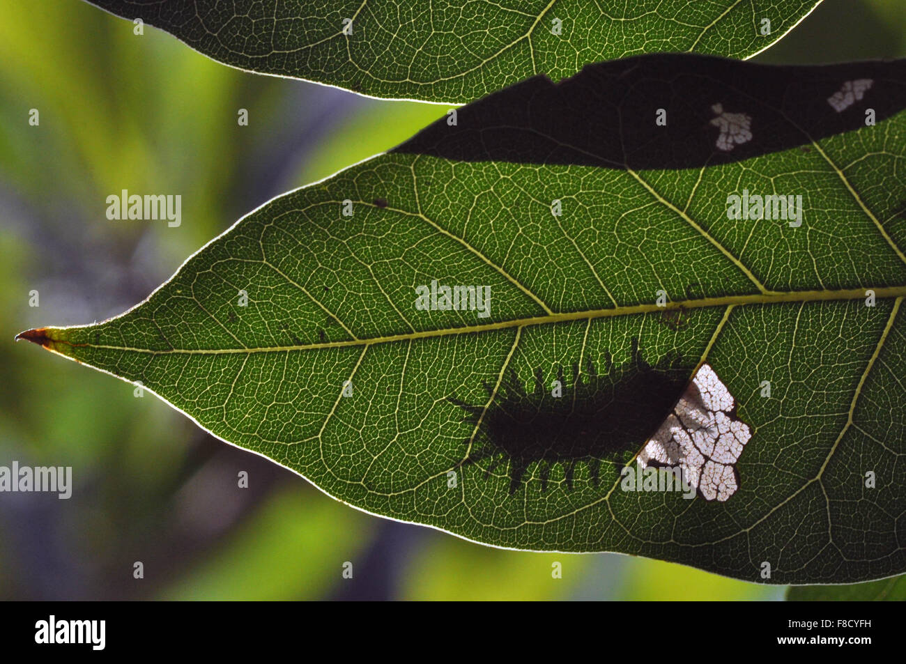 Ombra di una fame Caterpillar ( larve di membri dell'ordine Lepidoptera ) in cerca di cibo muovendo qua e là su una foglia Foto Stock