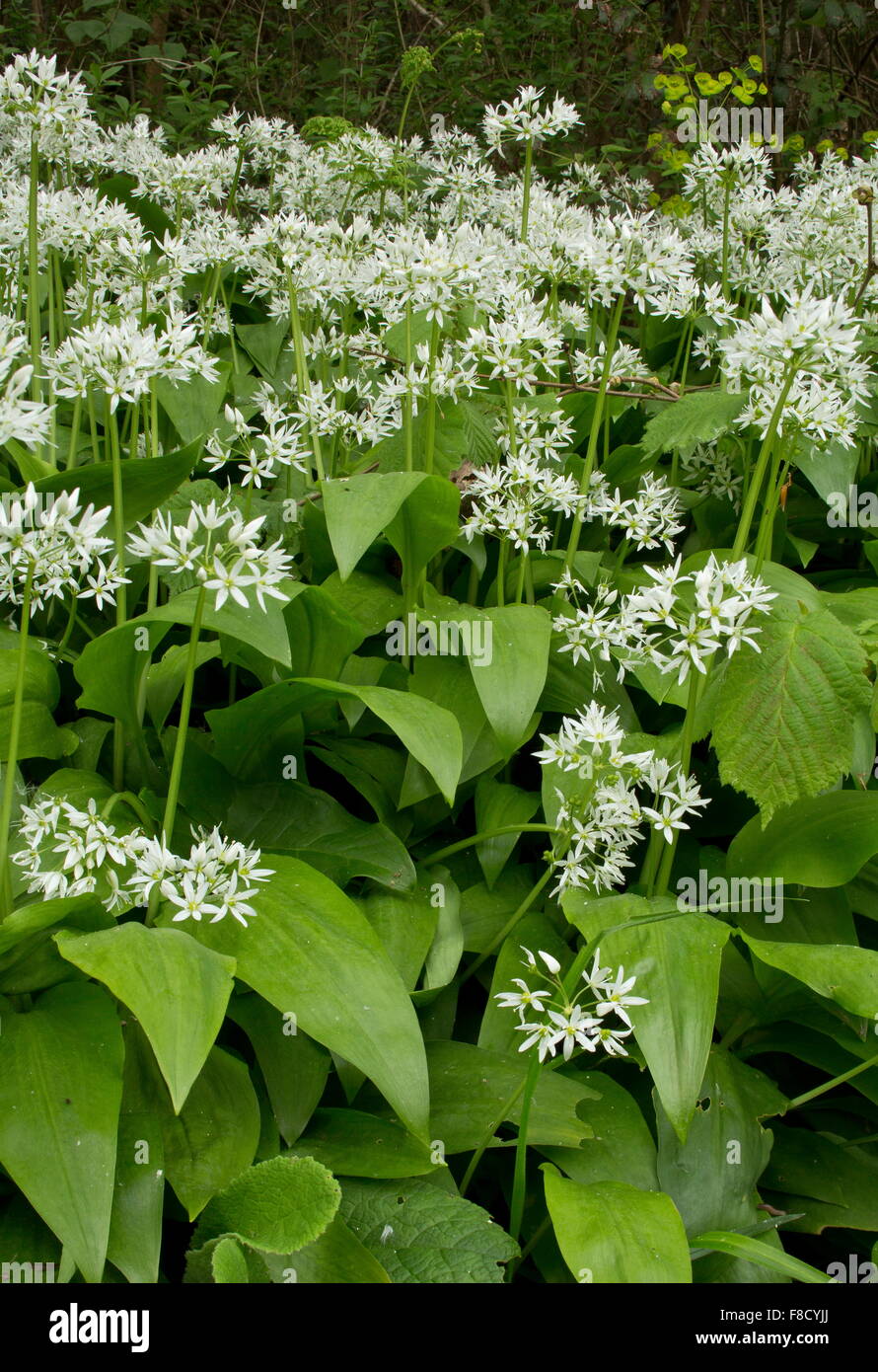 Ramsons, Allium ursinum, in fiore nel bosco ceduo. Il Dorset Foto Stock