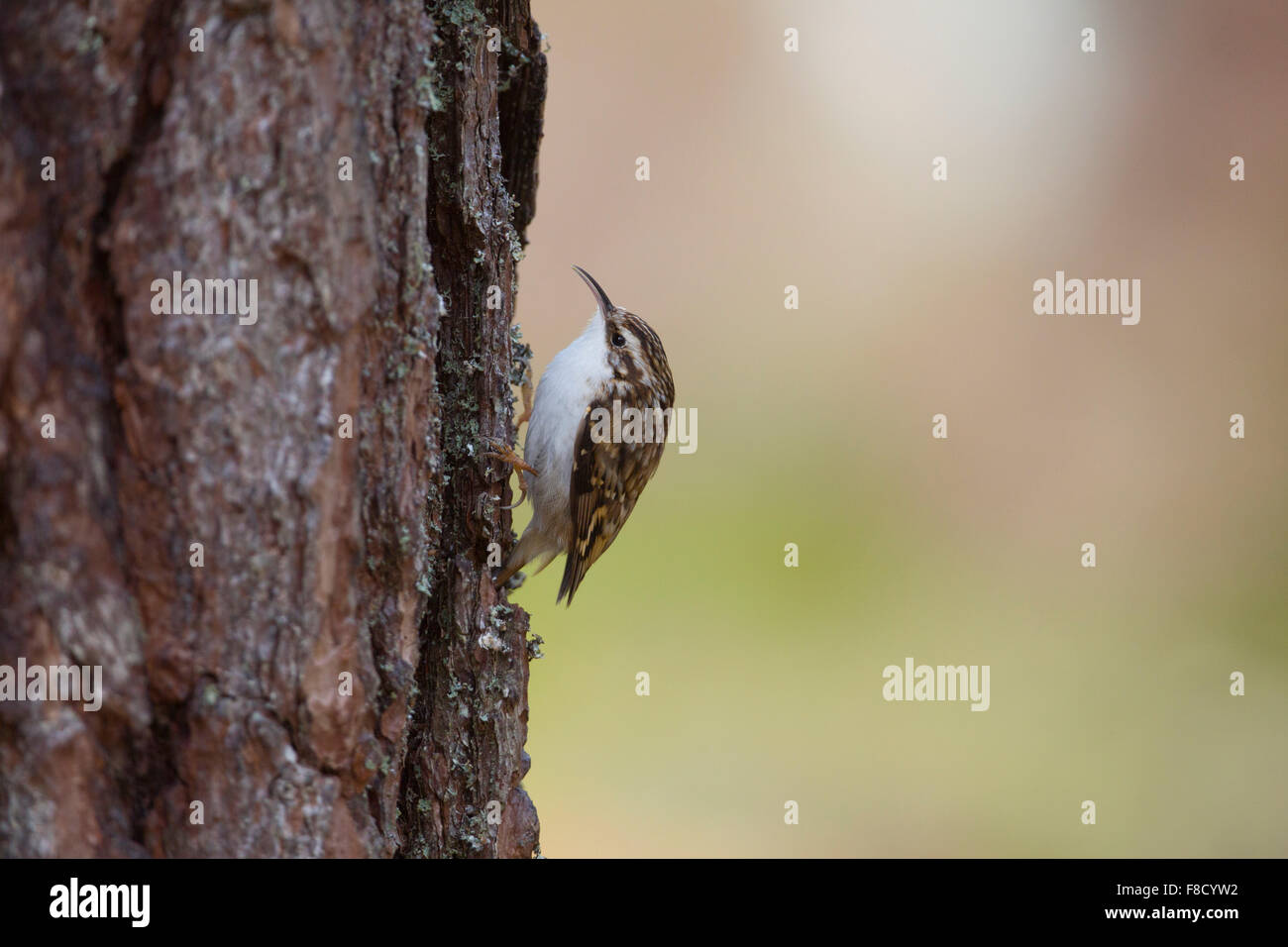 Rampichino alpestre; Certhia familiaris unico sul tronco di albero; Scozia - UK Foto Stock