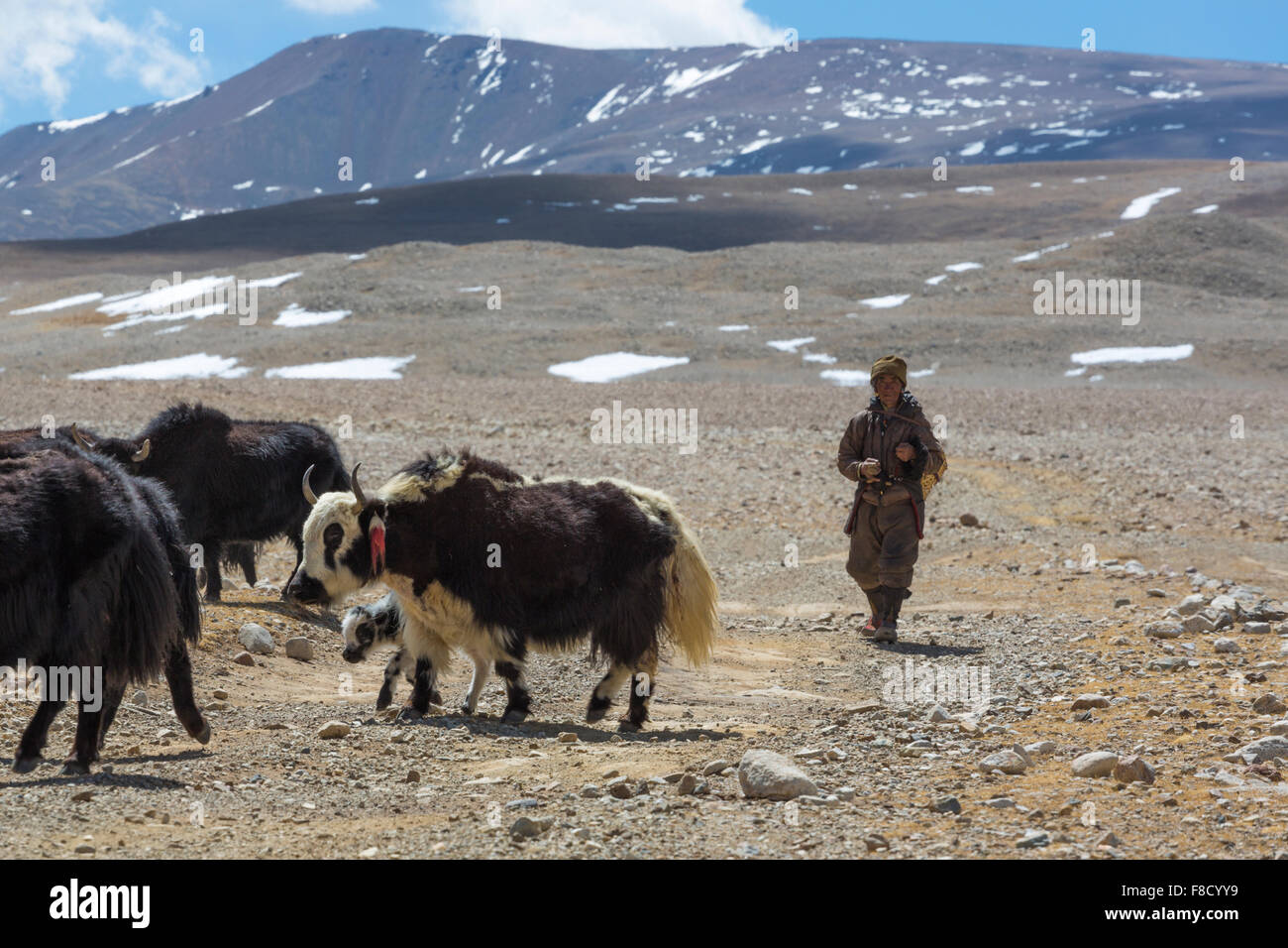 Ritratto di un uomo di yak che lavorano in Tibet Foto Stock