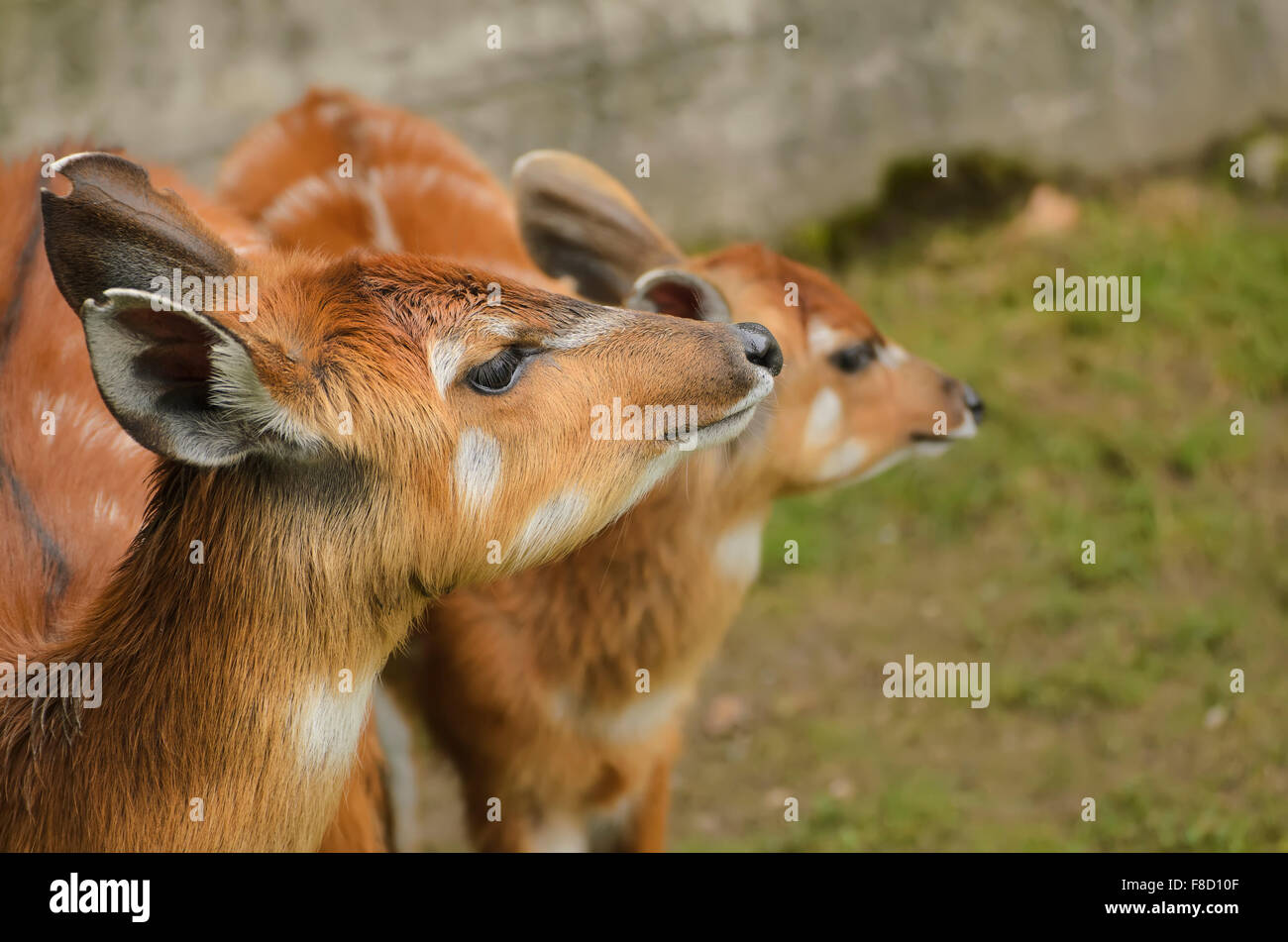 Antilope sitatunga ritratto Foto Stock