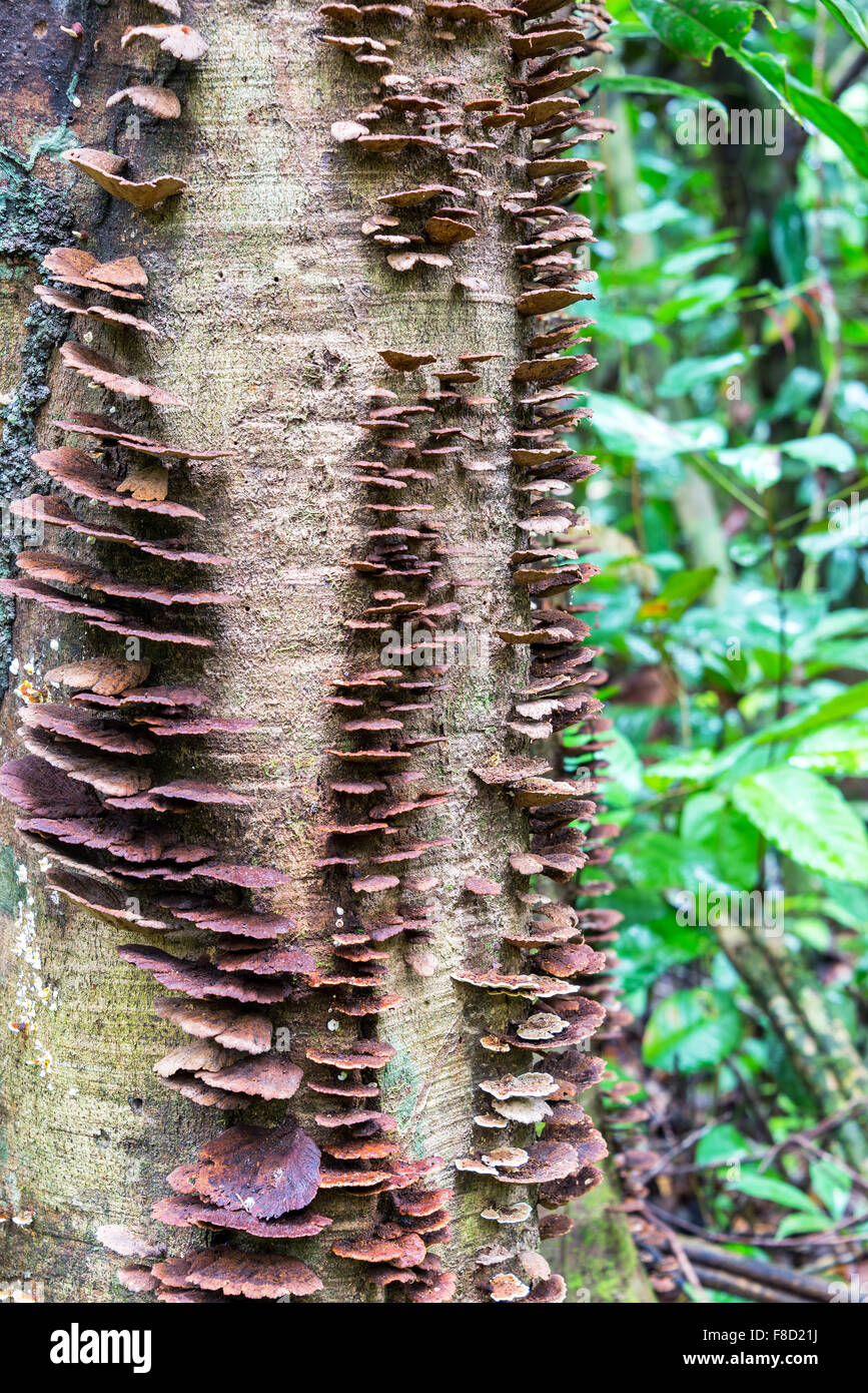 Colpo verticale di funghi che crescono su un albero nella foresta amazzonica in Brasile Foto Stock