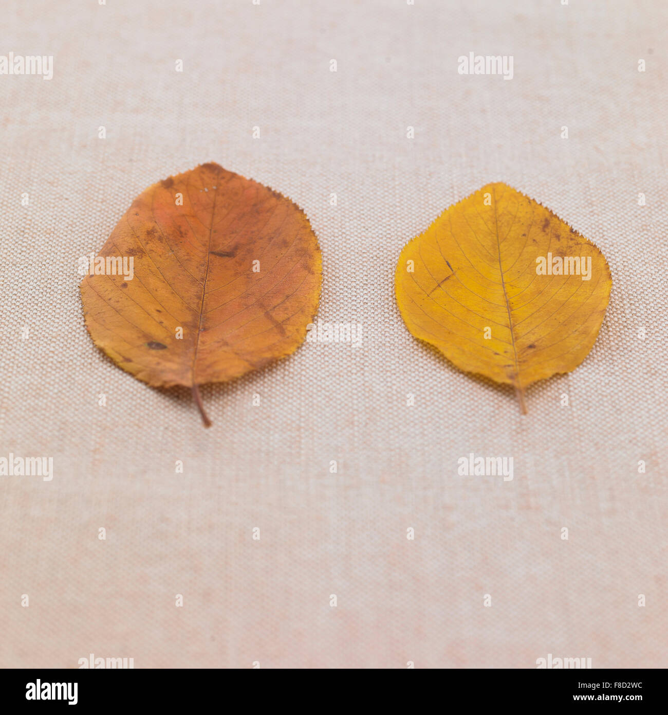 Due diversi colori di foglie cadute, Foto Stock