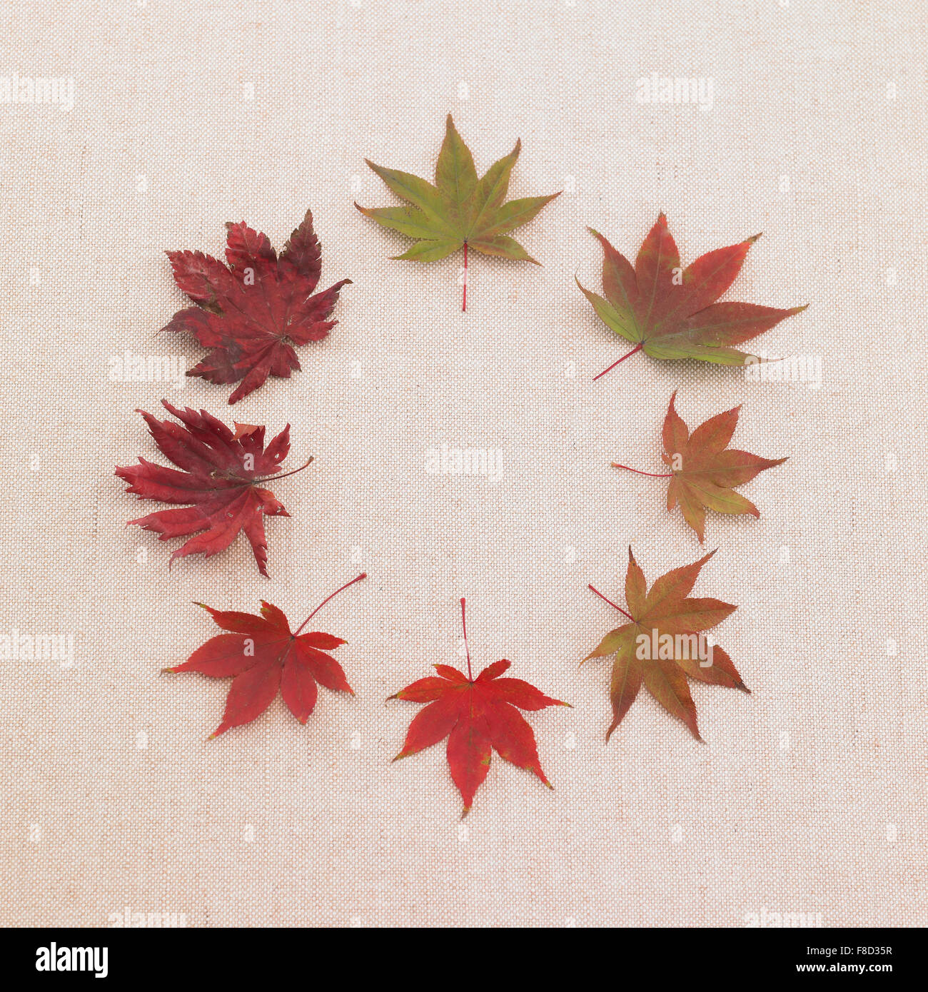 Elevato angolo di foglie di acero in diversi colori collocato in un cerchio Foto Stock