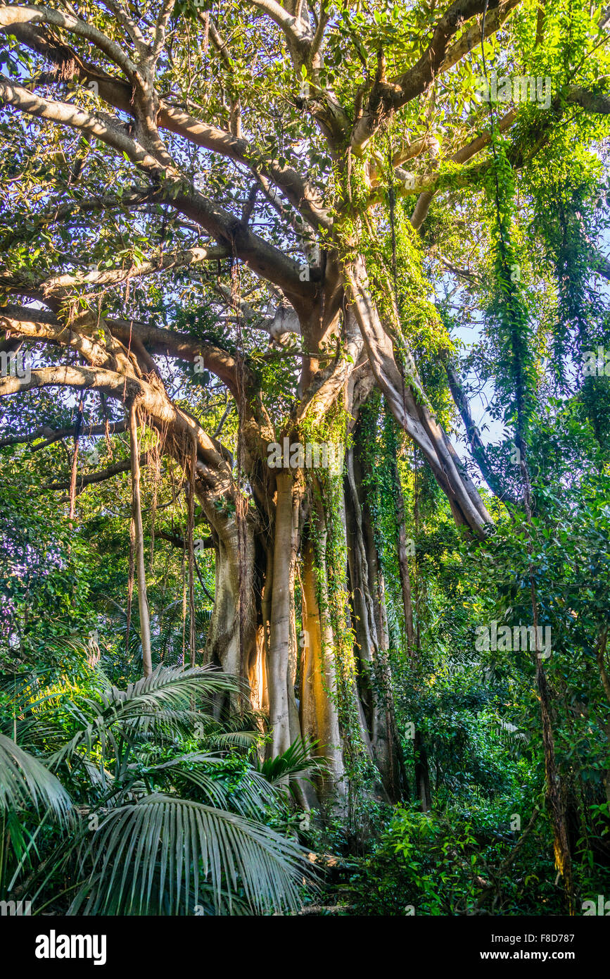 Isola di Lord Howe, giganteschi alberi di banyan (Ficus macrophylla) sono membri di spicco delle isole unica comunità vegetali Foto Stock